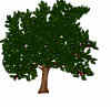 cible arbre