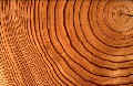 coupe de bois