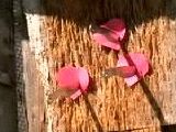 video cible